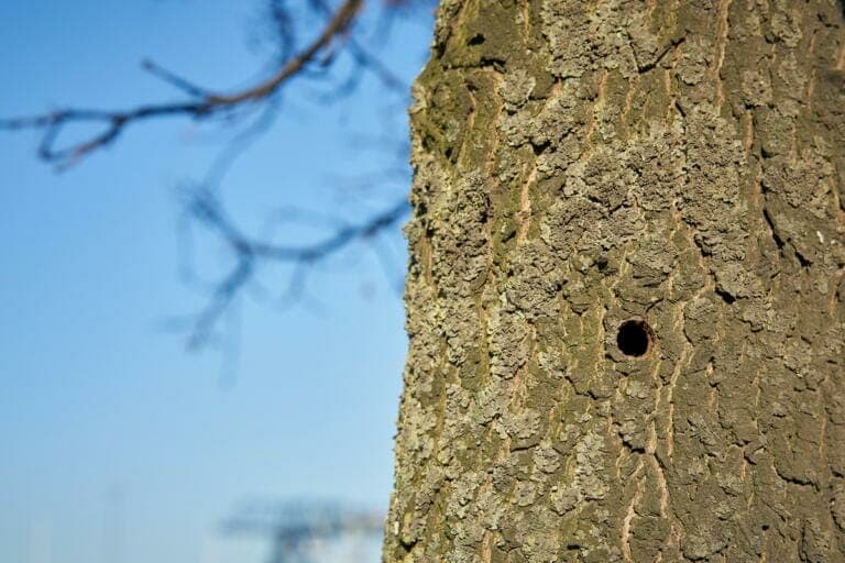 Close-up of a tree trunk with rough bark and a small hole, undergoing tree risk assessment, with blurred branches and a clear blue sky in the background.