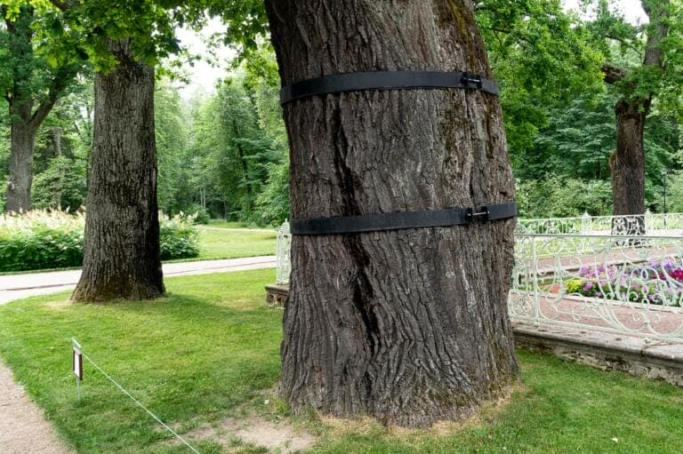 A mature tree secured with a metal band in a park setting.