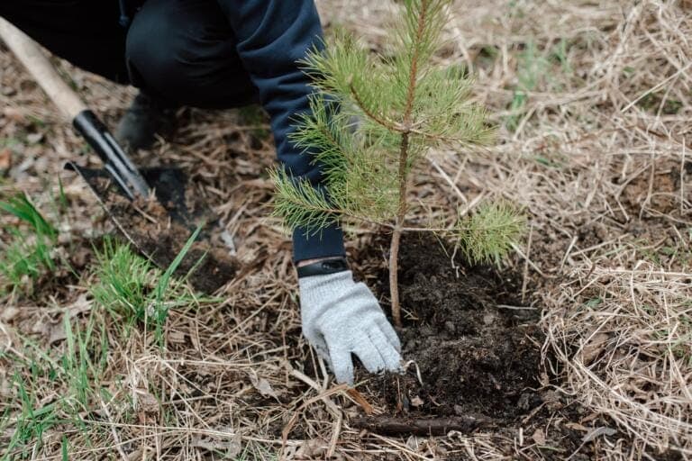 Person utilizing tree planting services to plant a young pine tree in soil.