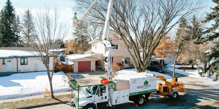 Aerial view of a tree-trimming service using a bucket truck to work on a residential tree.
