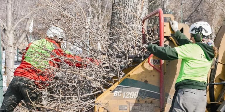 Two workers in safety gear operating a wood chipper to process tree branches.