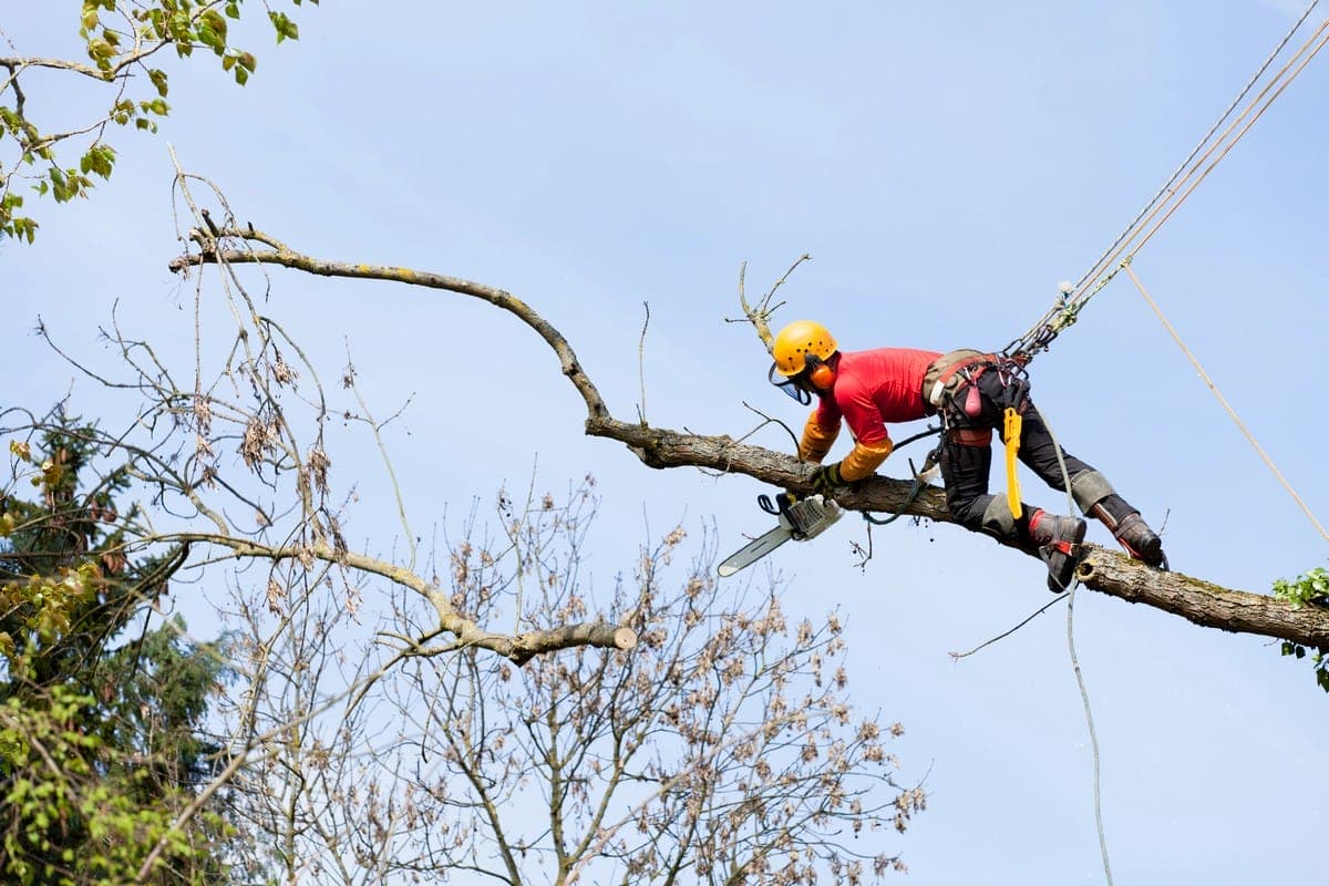 How Tree Topping In Edmonton Can Kill Your Tree: Trusty Tree
