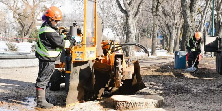 Two workers operate a wood chipper for stump removal, processing a tree stump in an urban park.