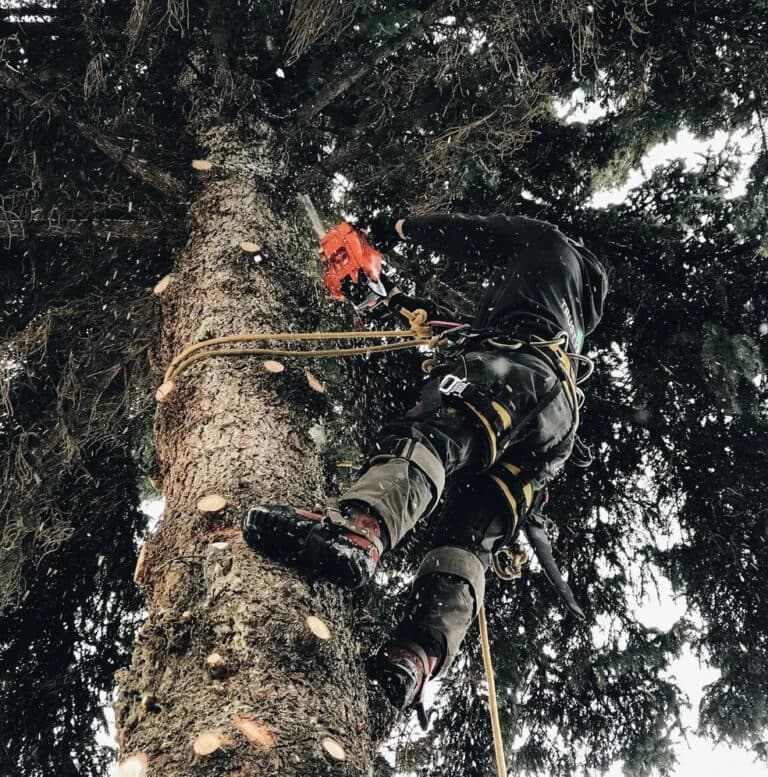 Arborist using a chainsaw to trim a tree while secured with ropes.